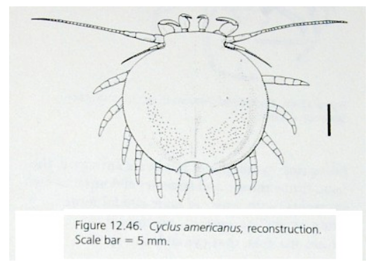 다운로드 (1).png 자연이 생각한 갑각류의 최종 형태