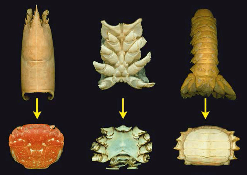 Carcinization-The-changes-of-body-parts-from-decapods-with-long-pleon-to-a-crab-Left.png 자연이 생각한 갑각류의 최종 형태